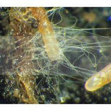Endomycorrhizal | Beneficial Fungi Powder